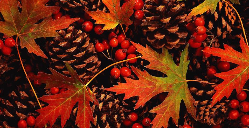 Autumn Flowers